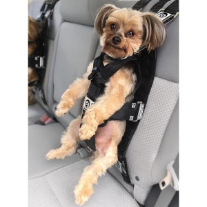 Crash tested shop dog harness 2018