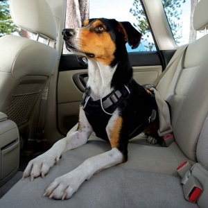 Dog Harness Safety Testing Crash testing for dogs Dr. Dawn the