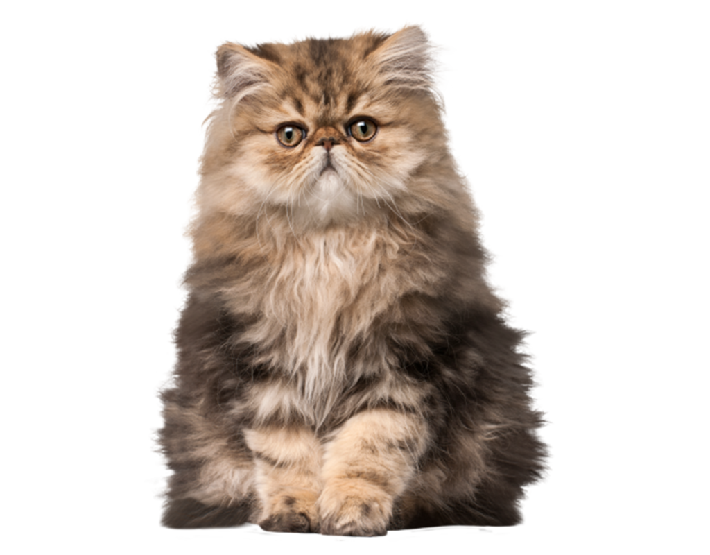 Cat Memory and Intelligence How to test it Dr. Dawn the Pet Vet