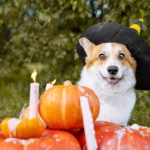 Halloween: How to Make it Safe for Your Pets