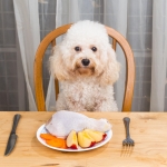 Thanksgiving Pet Safety Tips